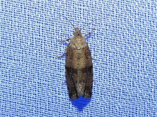 Réf. 307 829 : Celypha striana
